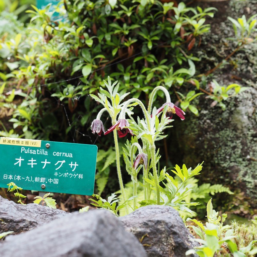 🏞️ 타이쇼 동굴(다이쇼도) 이미지 10